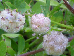 Image of strawberry clover