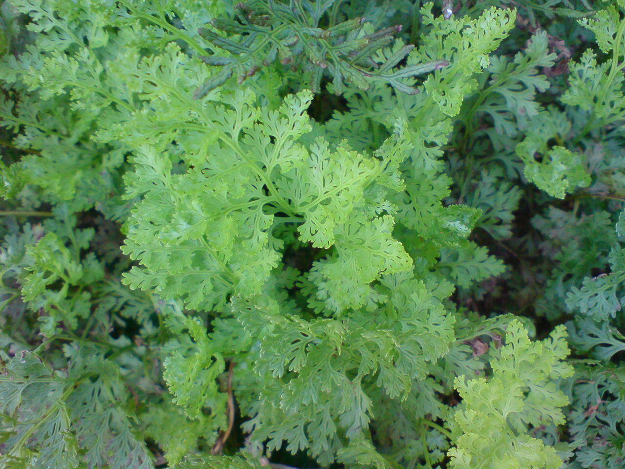 Image of parsley fern