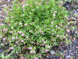 Image of strawberry clover