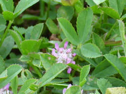 Image of strawberry clover