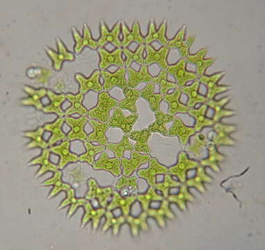 Image of Pediastrum duplex