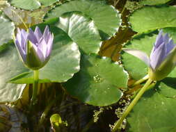 Image of Nymphaea nouchali var. zanzibariensis (Casp.) B. Verdcourt