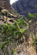 Image of Onilahy palm