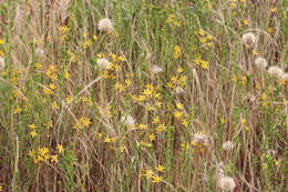 Image of common goldenstar