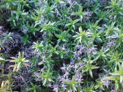 Image of moss phlox