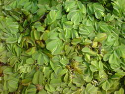 Image of eared watermoss