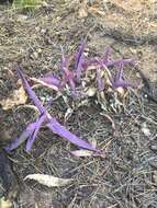 Слика од Tradescantia pallida (Rose) D. R. Hunt