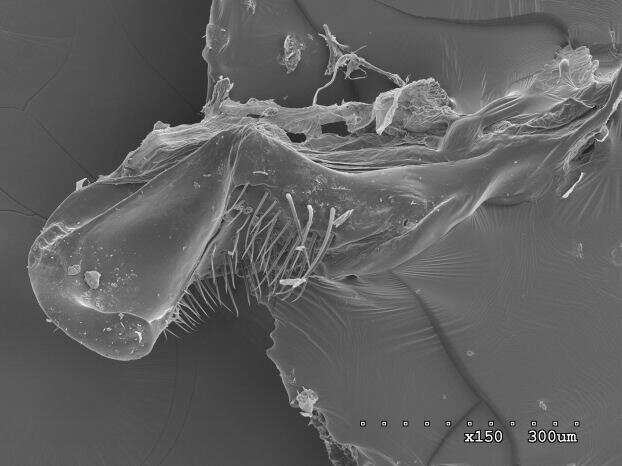 Plancia ëd Pogonomyrmex anzensis Cole 1968