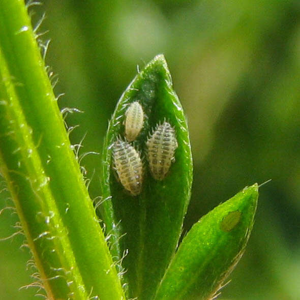 Image of Ctenocallis setosa (Kaltenbach 1846)