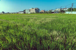 صورة Leptochloa chinensis (L.) Nees