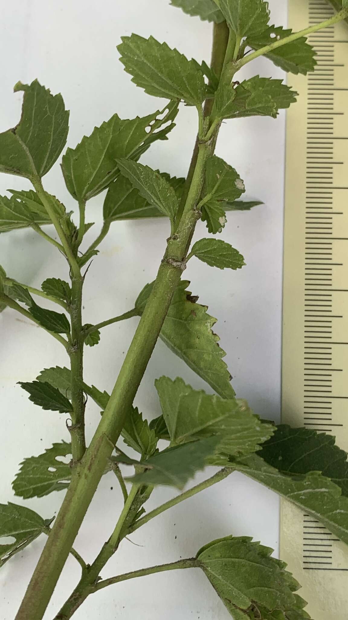 Image of Dongola hibiscus