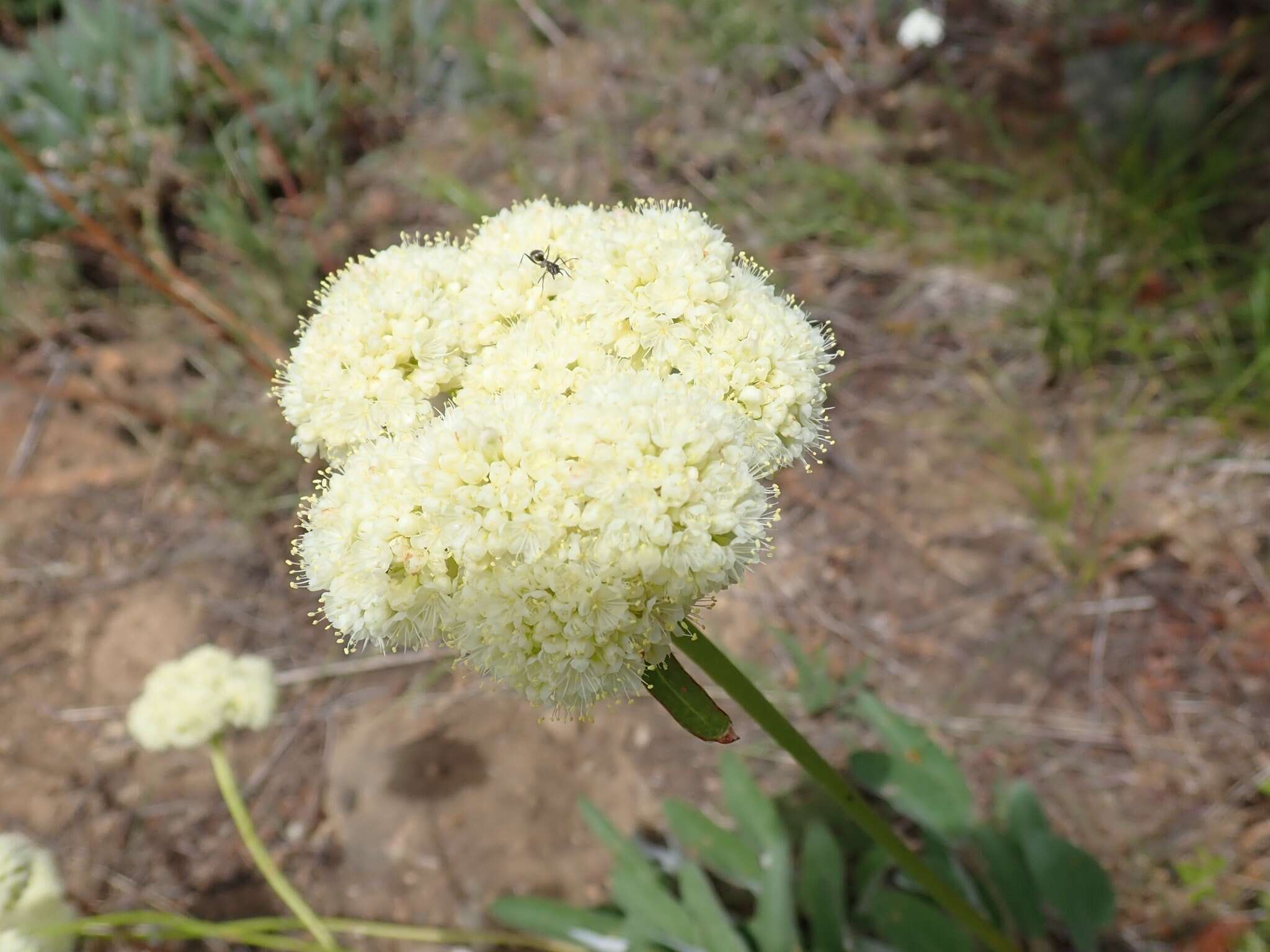 Imagem de Eriogonum compositum Dougl. ex Benth.