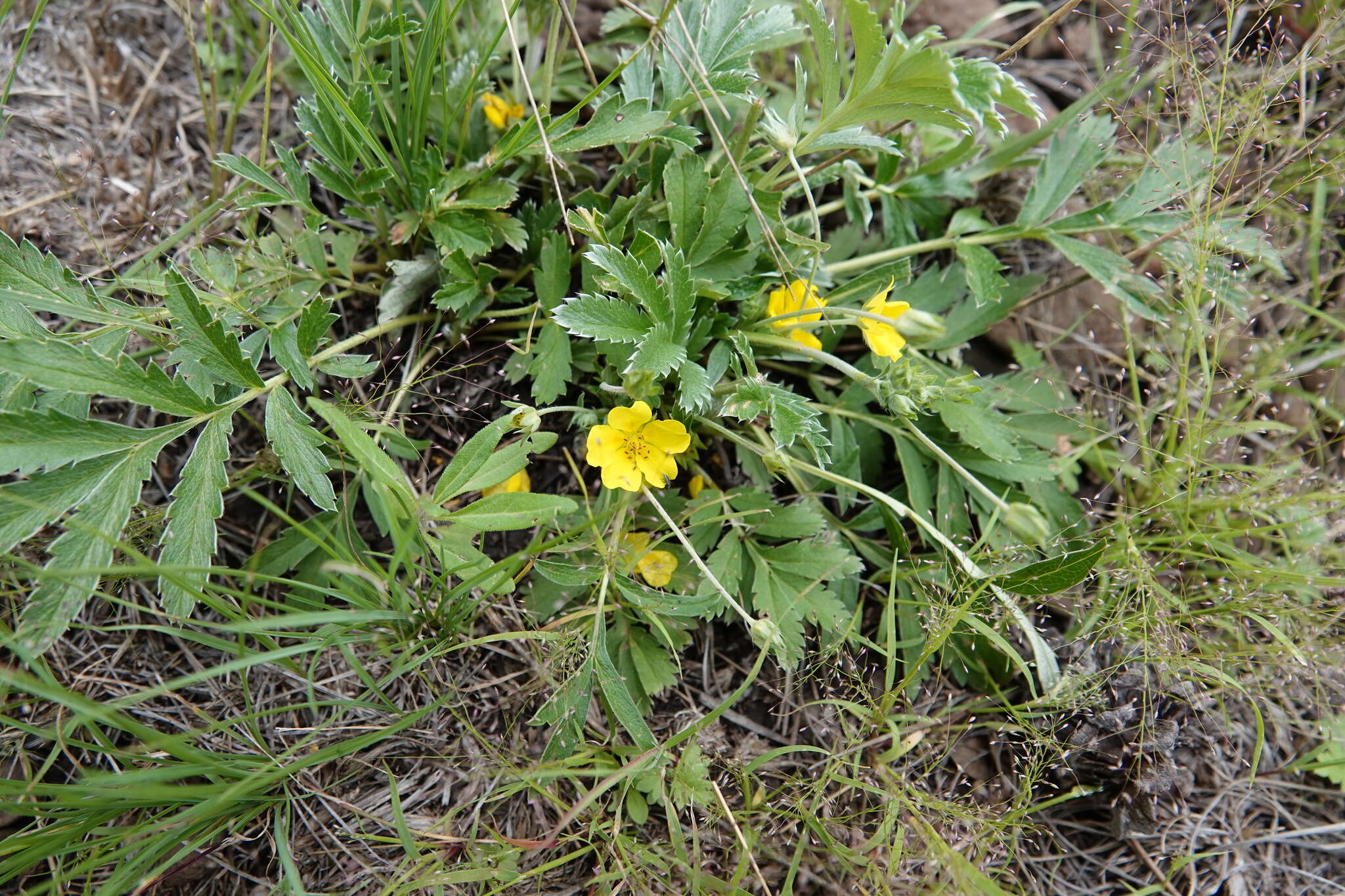 Image of woolly cinquefoil