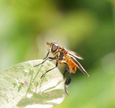 Image of Trichopoda pictipennis Bigot 1876