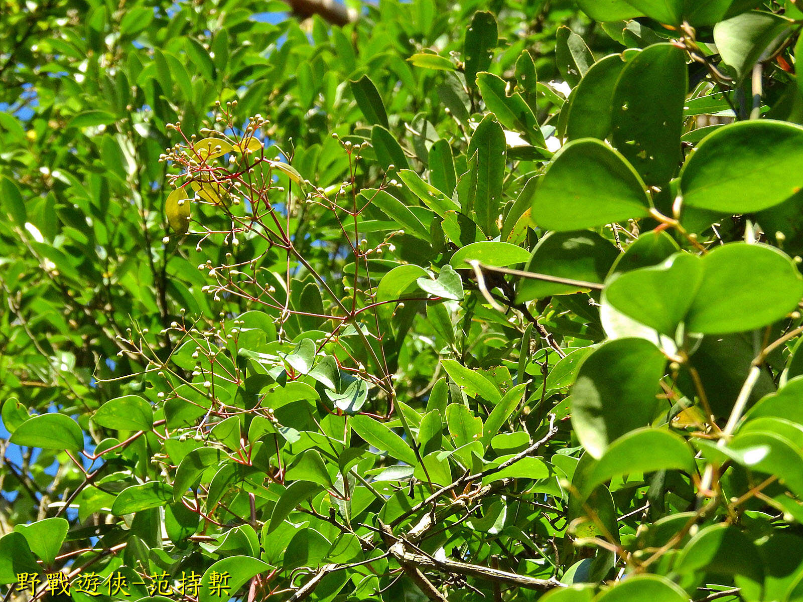 صورة Clematis crassifolia Benth.