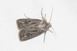 صورة Agrotis gladiaria Morris 1874