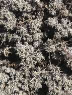 Image of Southern mountain wild-buckwheat