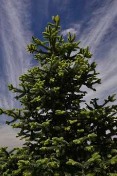 Image of Abies pinsapo var. pinsapo