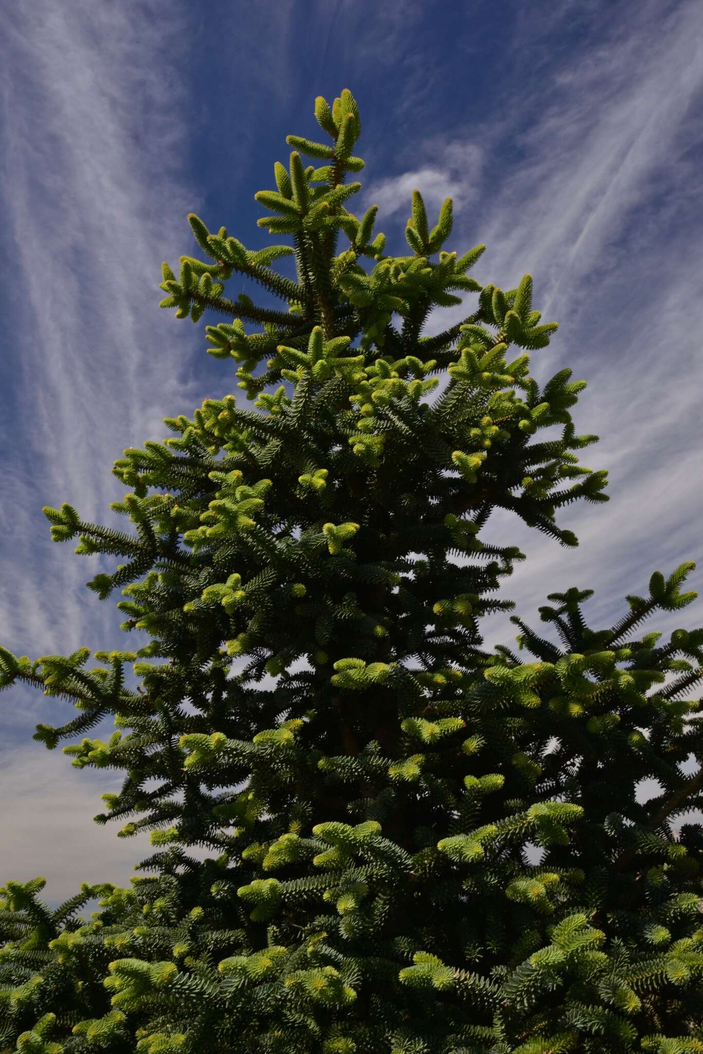 Image of Abies pinsapo var. pinsapo