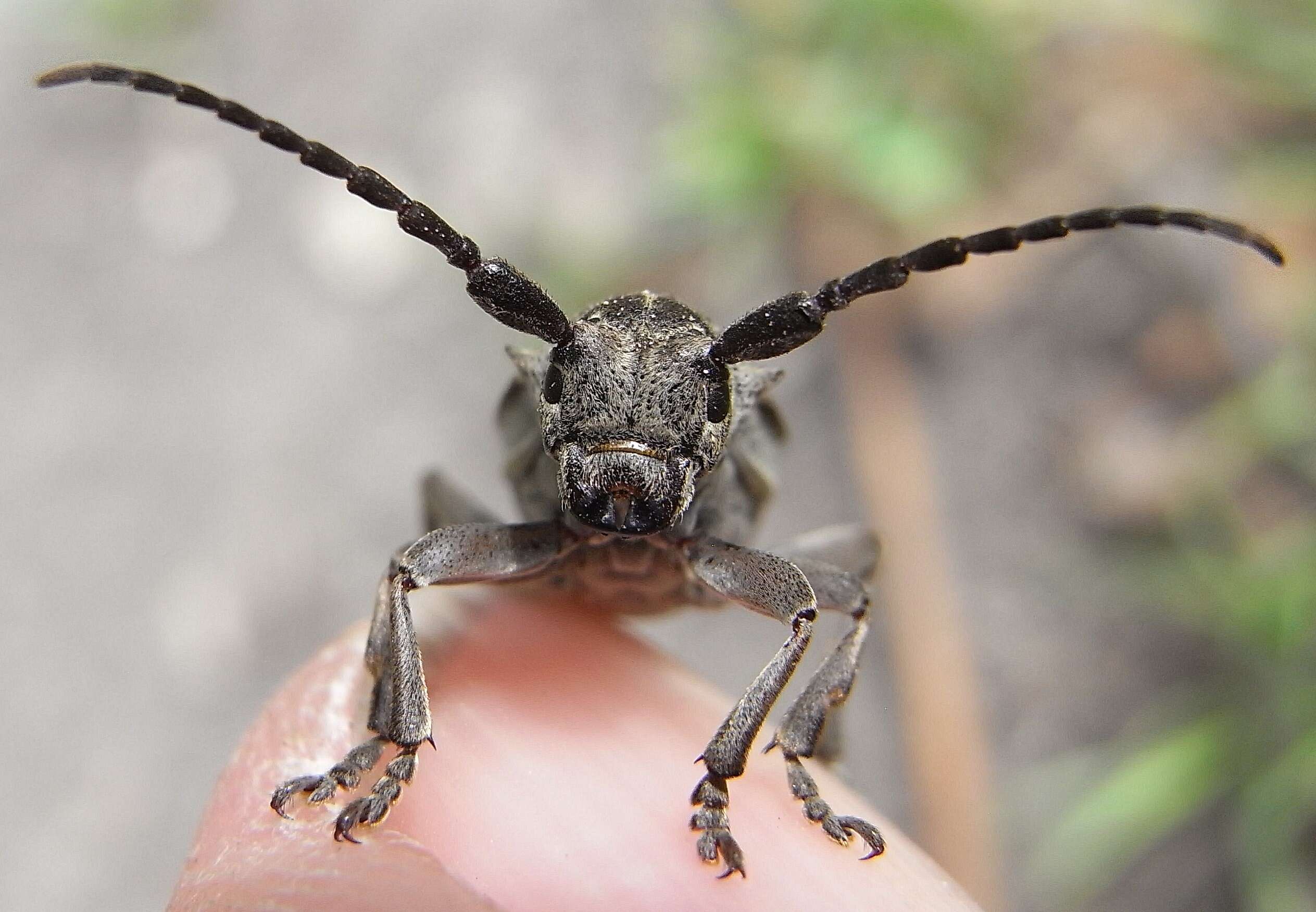 Image of Neodorcadion bilineatum (Germar 1824)