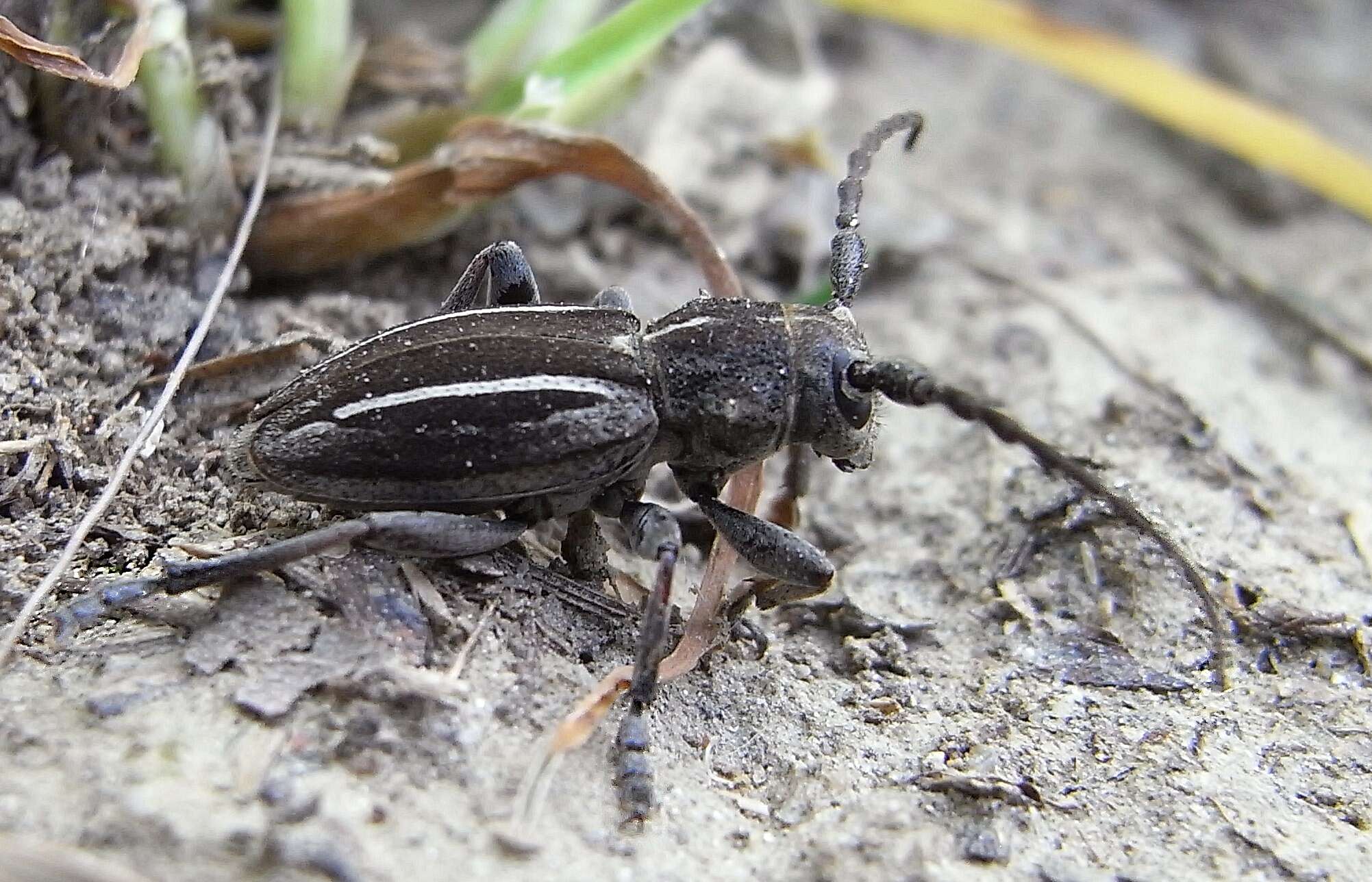 Image of Neodorcadion bilineatum (Germar 1824)