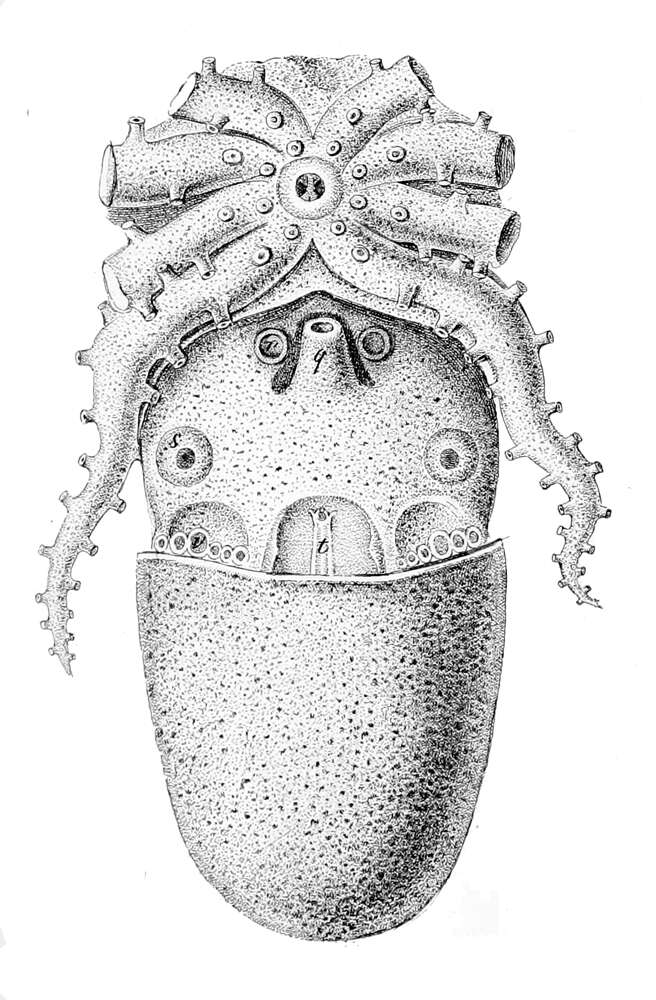 Image de Tremoctopus delle Chiaje 1830