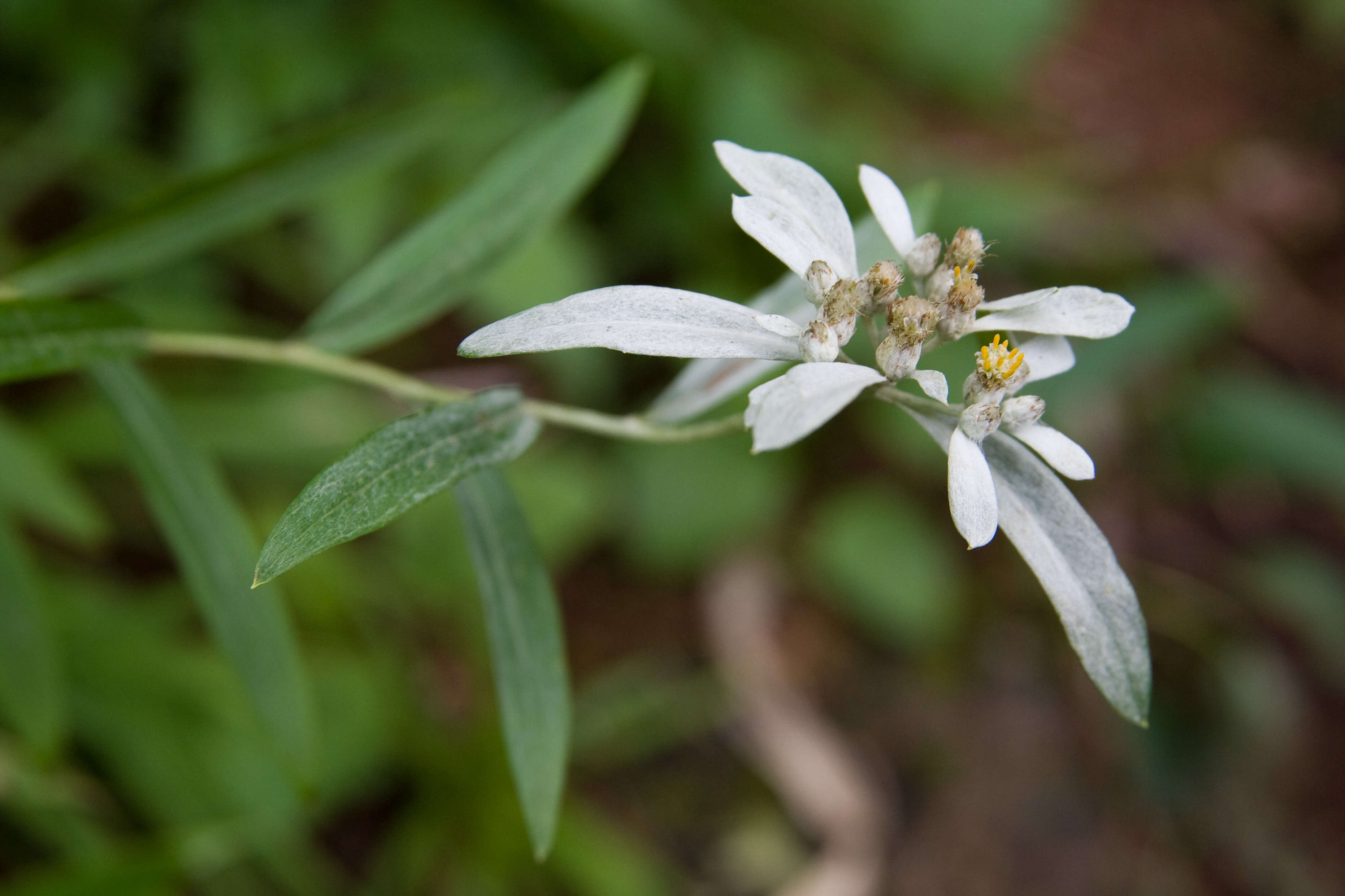 Image of Leontopodium japonicum Miq.