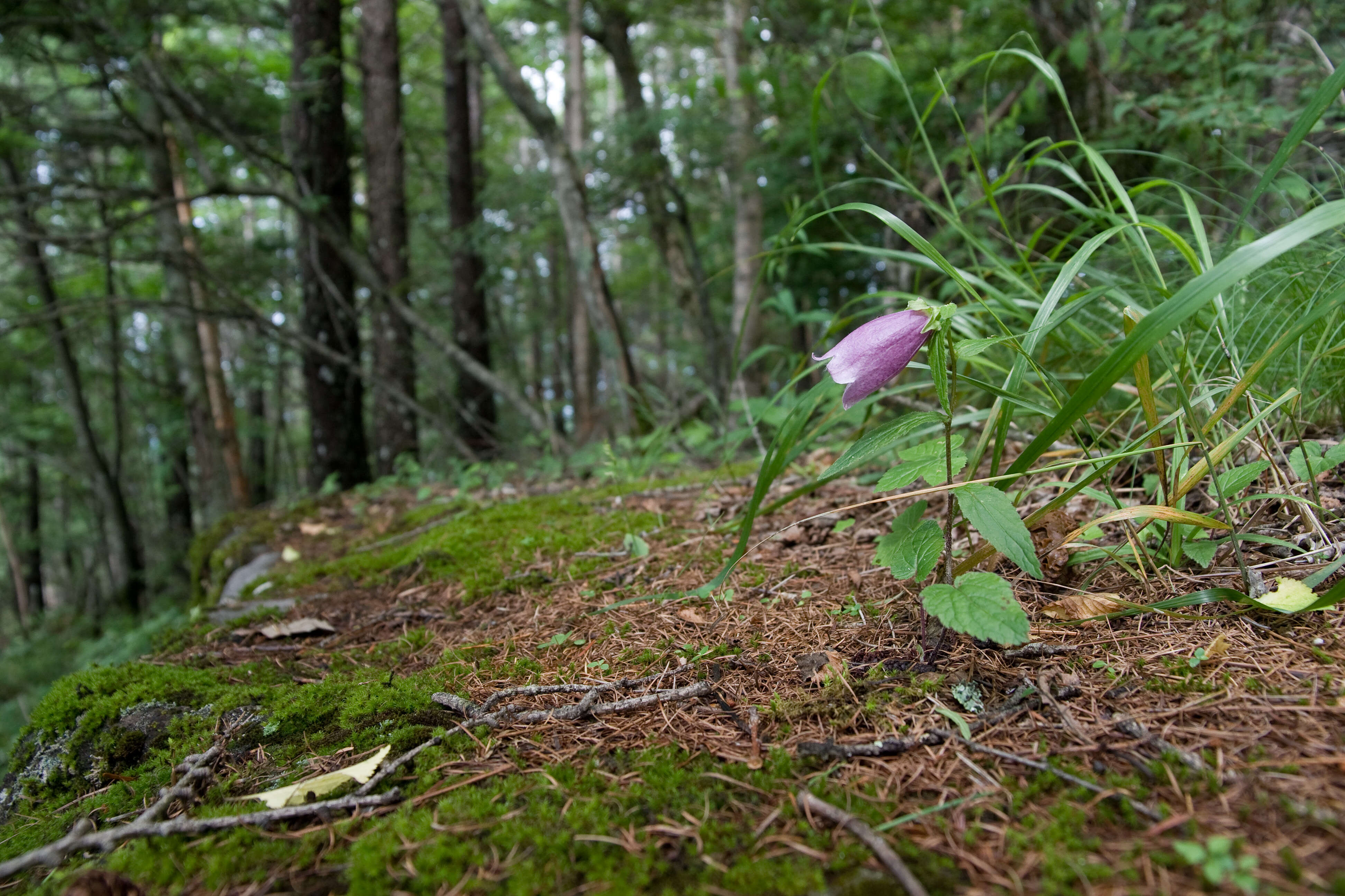 Image of Campanula punctata var. punctata