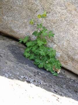 Image of Aquilegia viridiflora Pall.