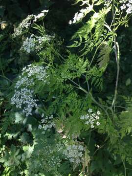 Image of bulbous chervil