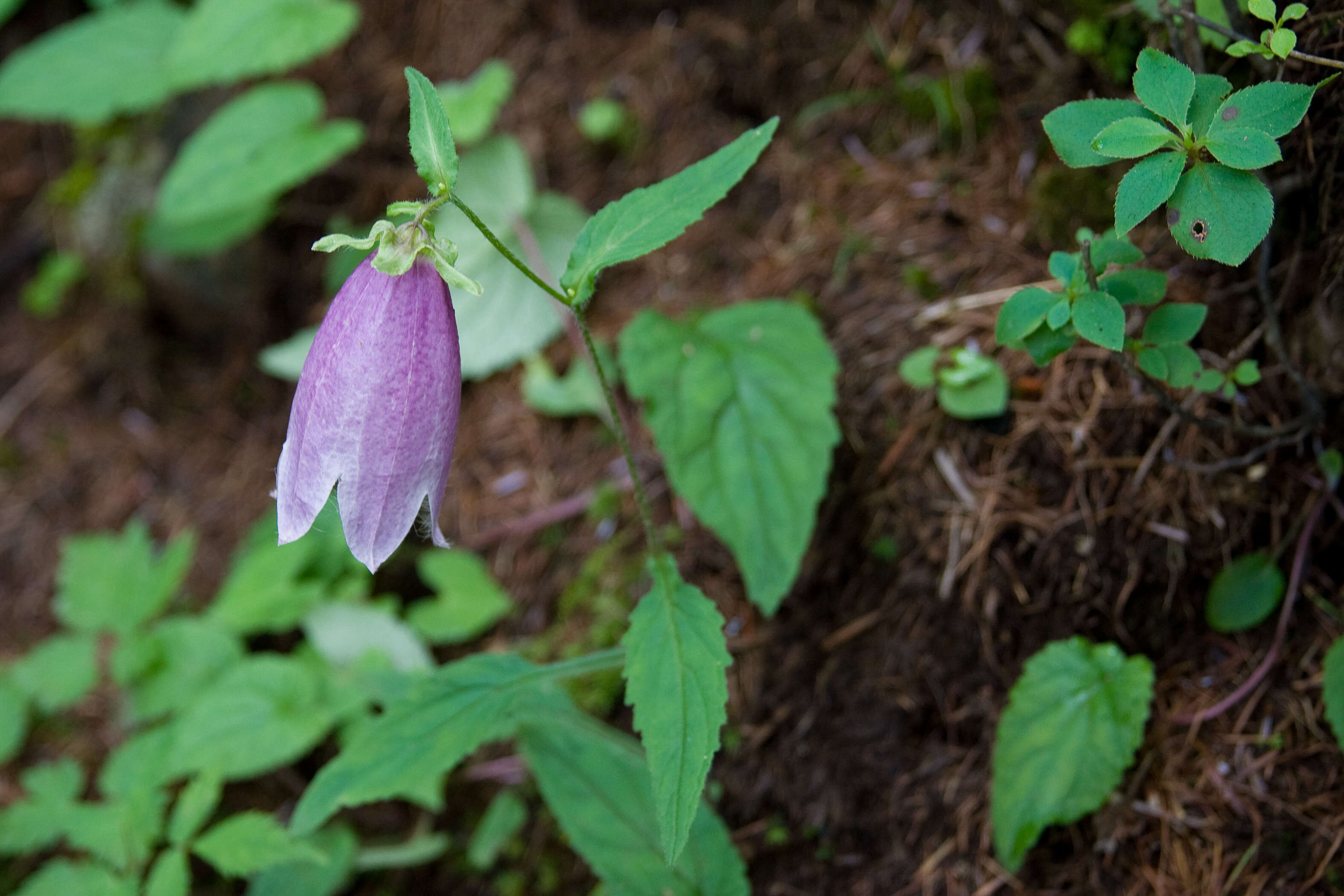 Image of Campanula punctata var. punctata