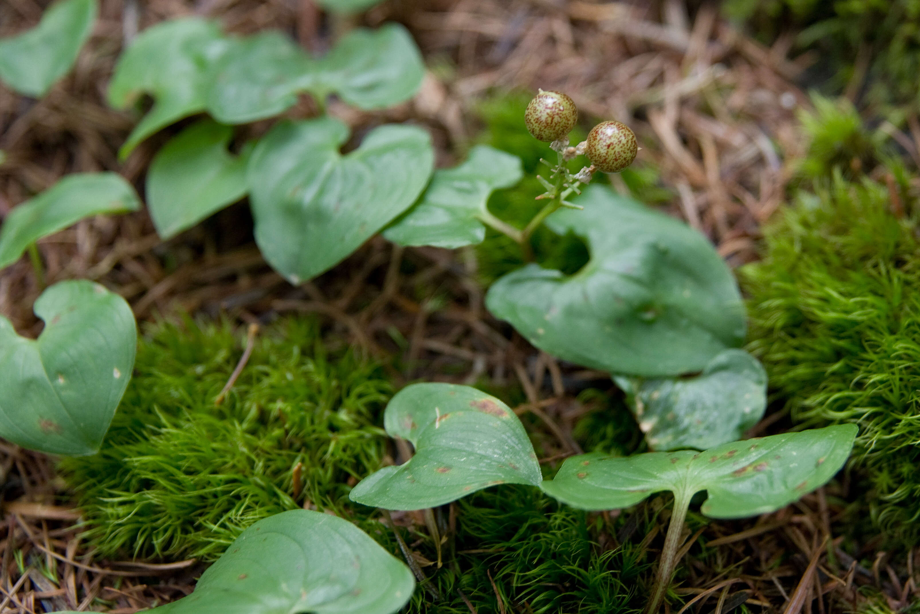 Imagem de Maianthemum dilatatum (Alph. Wood) A. Nelson & J. F. Macbr.