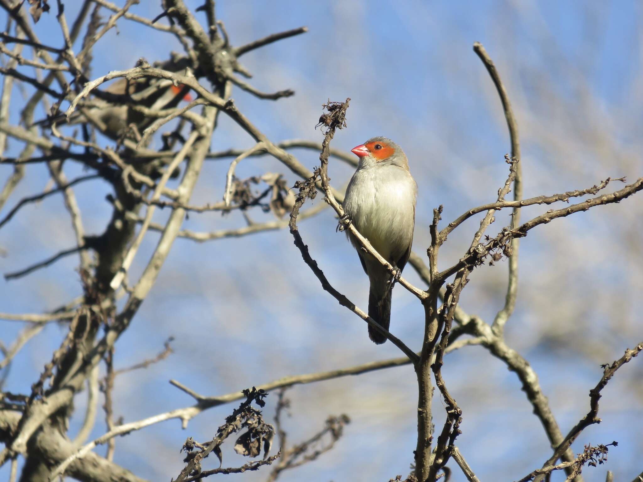 Image of Orange-cheeked Waxbill