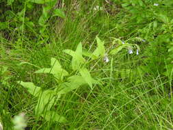 Image of Franciscan Bluebells