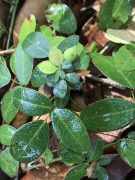 Imagem de Lespedeza texana Britton