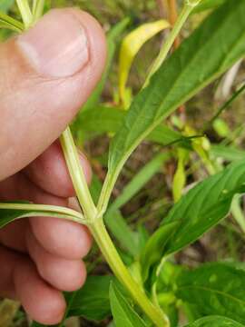 Image of Lowland Yellow-Loosestrife