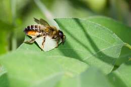 Image of Megachile leaf-cutter bee