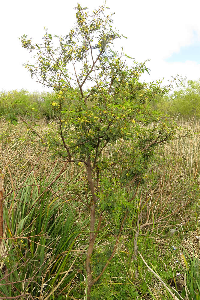 Image of Mimosa bonplandii Benth.