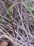 Image of Spiny Asparagus