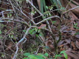 Image of Blueberry Habropoda