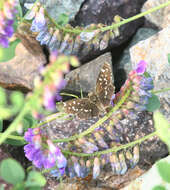 Image de Pyrgus maculatus Bremer & Grey 1853