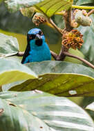 Image of Turquoise Dacnis