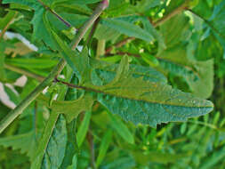 Imagem de Sisymbrium officinale (L.) Scop.