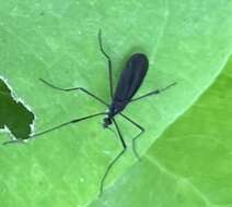 Eugnophomyia luctuosa (Osten Sacken 1860) resmi