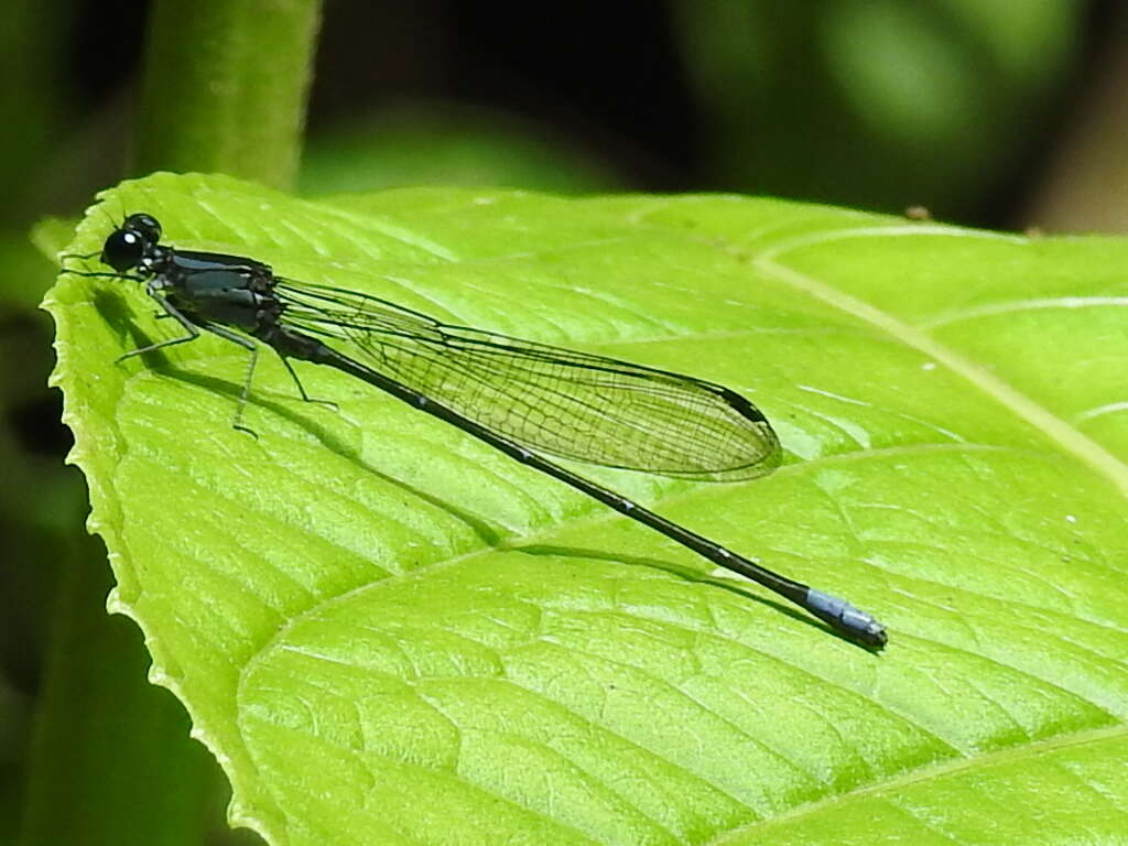 Image of Argia ulmeca Calvert 1902