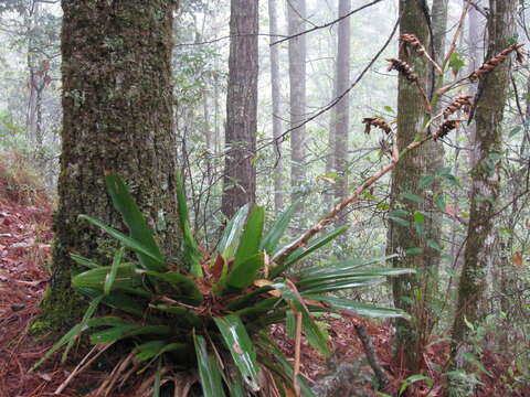 Image of Werauhia werckleana (Mez) J. R. Grant