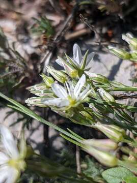 Image of Minuartia adenotricha Siskin