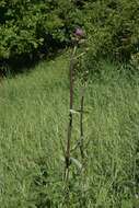 Слика од Cirsium helenioides (L.) Hill