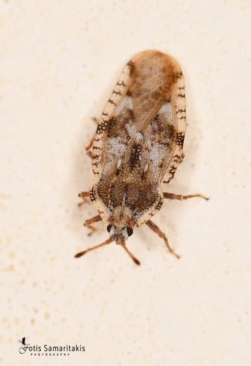 Image of spear thistle lacebug