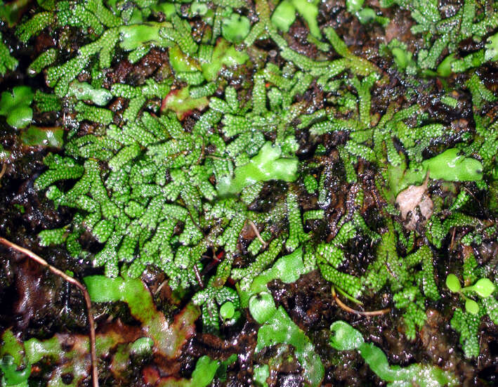 Image of Marchantia macropora Mitt.